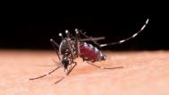 MA teve mais de 3 mil casos de dengue de janeiro a abril de 2023