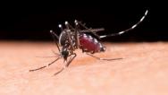 Arboviroses: MA já tem 8 casos de dengue hemorrágica em 2023