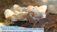Especialista alerta para cuidados para evitar acidentes com escorpiões 