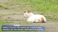 Esporotricose em gatos: aumenta número de casos da doença em São Luís