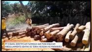 Operação combate extração de madeira em terra indígena no MA