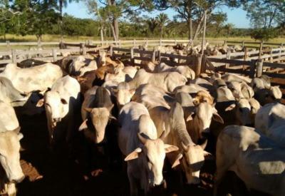 bois e vacas em curral