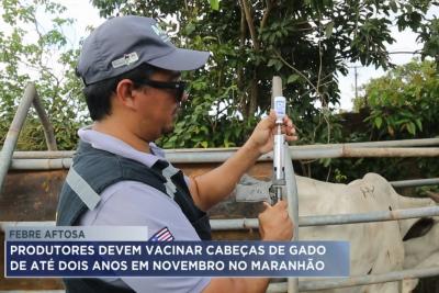 Criadores de gado devem aplicar vacina contra a febre aftosa