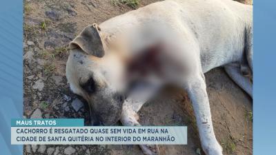 Santa Quitéria: cachorro é resgatado quase sem vida em via pública