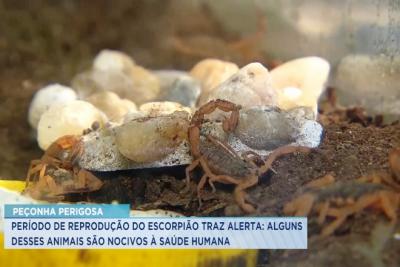 Especialista alerta para cuidados para evitar acidentes com escorpiões 