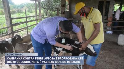 Campanha de vacinação contra febre aftosa é prorrogada em todo Maranhão