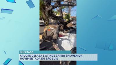 Árvore desaba e atinge carro em avenida movimentada em São Luís