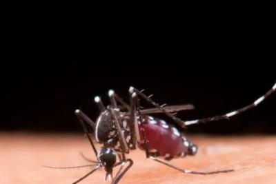 Casos de dengue no Brasil ultrapassam meio milhão em 2024