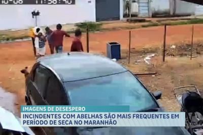 Ataques de abelhas são mais frequentes durante período de seca no Maranhão