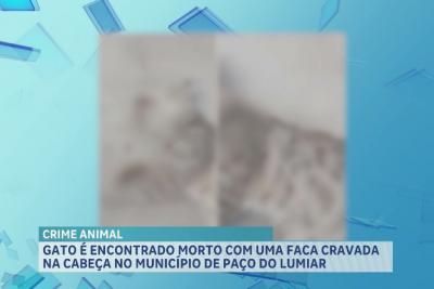 Gato é encontrado morto com uma faca cravada na cabeça no município de Paço do Lumiar