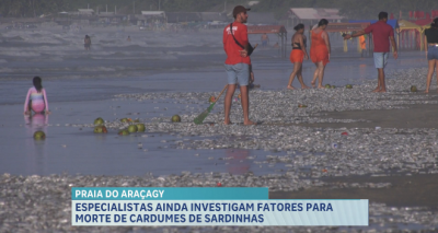 Especialistas investigam fatores para morte de cardumes de sardinhas em praia na Grande Ilha
