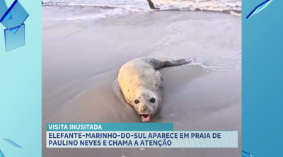 Elefante-marinho chama a atenção em praia de Paulino Neves