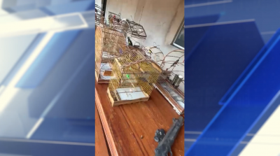 Polícia apreende mais de 30 pássaros silvestres em Bacabal; suspeito foi conduzido