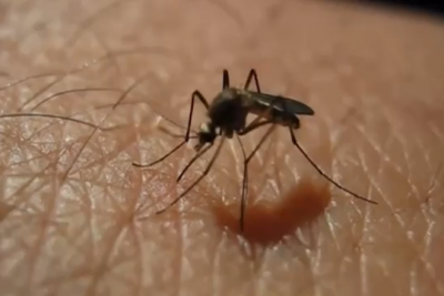 Chikungunya: casos reduzem 60% no Maranhão, mas preocupação com novo surto persiste