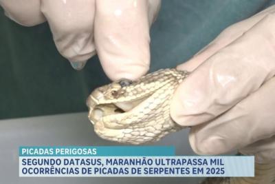 Maranhão já registra mais de mil casos de picadas de serpentes em 2025