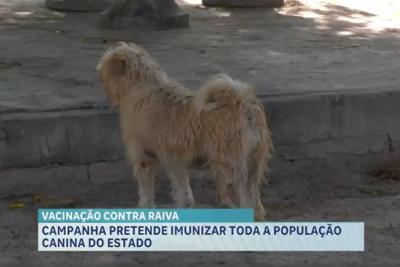 Campanha estadual de vacinação antirrábica animal 2025 é lançada no Maranhão