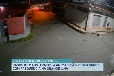 Casos de maus-tratos a animais são registrados com frequência na Grande Ilha