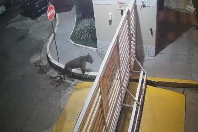 Moradores estão assustados com avistamento de onça-pintada em Imperatriz