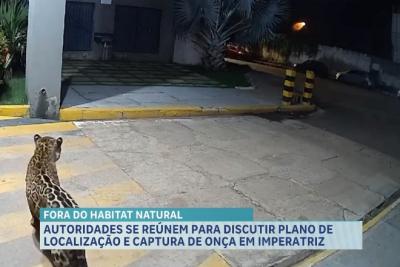 Autoridades se reúnem para discutir plano de localização e resgate de onça em Imperatriz