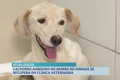 Cachorro agredido no bairro Vinhais se recupera em clínica veterinária