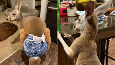 Canguru foge de zoológico vestindo fralda e mobiliza autoridades 