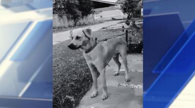 Maranhão registra novo caso de maus-tratos a animal em meio a debate sobre proteção dos direitos dos animais