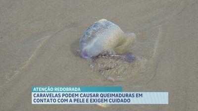 Caravelas podem causar queimaduras em contato com a pele e exigem cuidado dos banhistas