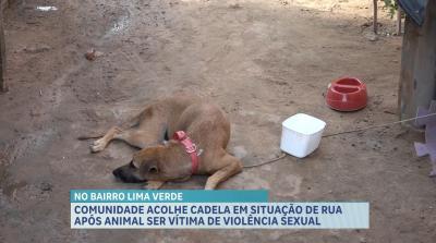 Comunidade acolhe cadela de rua após animal ser vítima de violência sexual 