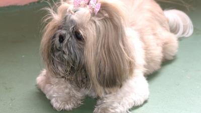 Estudantes do curso de medicina veterinária da UEMA realizam projeto sobre leishmaniose canina