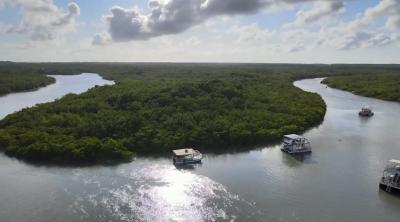 Maranhão concentra maior área de manguezais do Brasil, aponta novo mapeamento