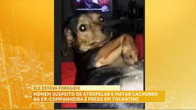 Homem suspeito de atropelar e matar cachorro da ex-namorada é preso em Tocantins