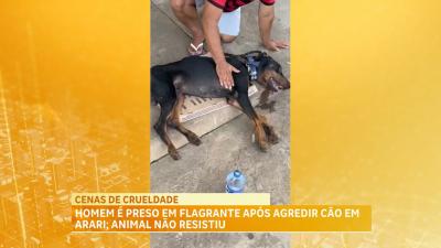 Homem é preso em flagrante após agredir cão em Arari; animal não resistiu