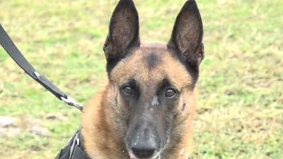 Caso de tutora morta após ataque de Pitbull acende alerta para cuidados com cães