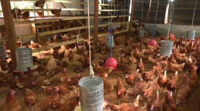 Ator e empresário Junior André relata perda de mais de 500 aves após alagamento de seu terreno