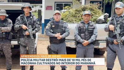 Polícia Militar destrói mais de 10 mil pés de maconha cultivada no interior do Maranhão