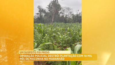Policiais encontram e destroem cerca de 10 mil pés de maconha no Maranhão