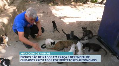 Abandono pode causar danos emocionais em animais; prática é considerada crime no Brasil