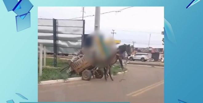 Casos recentes de maus-tratos a animais acendem o alerta para problemática no Maranhão